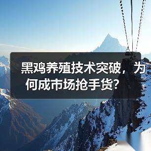 黑鸡养殖技术突破,为何成市场抢手货? 黑鸡养殖技术突破,为何成市场抢手货?