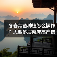 冬春蒜苗种植怎么操作？大棚多层架床高产技术详解（图4）