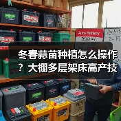 冬春蒜苗种植怎么操作？大棚多层架床高产技术详解（图2）