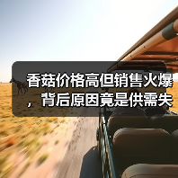 香菇价格高但销售火爆,背后原因竟是供需失衡?(图4) 香菇价格高但销售火爆,背后原因竟是供需失衡?(图4)