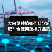 大白菜种植如何科学施肥?合理用药提升品质(图3) 大白菜种植如何科学施肥?合理用药提升品质(图3)