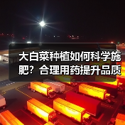 大白菜种植如何科学施肥?合理用药提升品质(图2) 大白菜种植如何科学施肥?合理用药提升品质(图2)