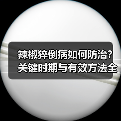 辣椒猝倒病如何防治?关键时期与有效方法全解析(图3) 辣椒猝倒病如何防治?关键时期与有效方法全解析(图3)