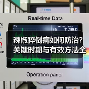 辣椒猝倒病如何防治?关键时期与有效方法全解析(图2) 辣椒猝倒病如何防治?关键时期与有效方法全解析(图2)