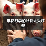 丰花月季的盆栽大受欢迎(图2) 丰花月季的盆栽大受欢迎(图2)