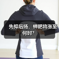 先抑后扬,钾肥将涨至何时?(图3) 先抑后扬,钾肥将涨至何时?(图3)