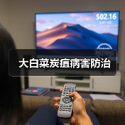 大白菜炭疽病害防治(图4) 大白菜炭疽病害防治(图4)