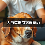 大白菜炭疽病害防治(图2) 大白菜炭疽病害防治(图2)
