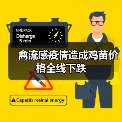 禽流感疫情造成鸡苗价格全线下跌(图4) 禽流感疫情造成鸡苗价格全线下跌(图4)