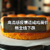 禽流感疫情造成鸡苗价格全线下跌(图2) 禽流感疫情造成鸡苗价格全线下跌(图2)