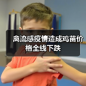 禽流感疫情造成鸡苗价格全线下跌(图3) 禽流感疫情造成鸡苗价格全线下跌(图3)