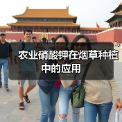 农业硝酸钾在烟草种植中的应用(图4) 农业硝酸钾在烟草种植中的应用(图4)