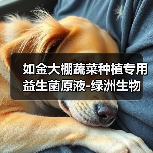 如金大棚蔬菜种植专用益生菌原液-绿洲生物（图1）