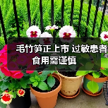毛竹笋正上市 过敏患者食用需谨慎(图2) 毛竹笋正上市 过敏患者食用需谨慎(图2)