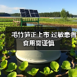 毛竹笋正上市 过敏患者食用需谨慎(图3) 毛竹笋正上市 过敏患者食用需谨慎(图3)