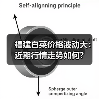 福建白菜价格波动大:近期行情走势如何?(图4) 福建白菜价格波动大:近期行情走势如何?(图4)