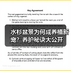 水杉盆景为何成养植新宠?养护秘诀大公开(图2) 水杉盆景为何成养植新宠?养护秘诀大公开(图2)