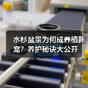 水杉盆景为何成养植新宠?养护秘诀大公开(图4) 水杉盆景为何成养植新宠?养护秘诀大公开(图4)