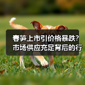 春笋上市引价格暴跌?市场供应充足背后的行情真相(图1) 春笋上市引价格暴跌?市场供应充足背后的行情真相(图1)