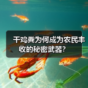 干鸡粪为何成为农民丰收的秘密武器？（图2）