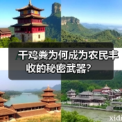 干鸡粪为何成为农民丰收的秘密武器？（图4）