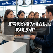 冬青树价格为何受供需影响波动?(图1) 冬青树价格为何受供需影响波动?(图1)
