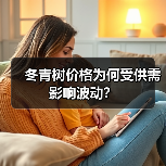 冬青树价格为何受供需影响波动?(图2) 冬青树价格为何受供需影响波动?(图2)
