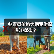 冬青树价格为何受供需影响波动?(图3) 冬青树价格为何受供需影响波动?(图3)