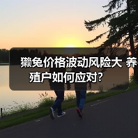 獭兔价格波动风险大 养殖户如何应对? 獭兔价格波动风险大 养殖户如何应对?