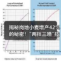 揭秘岗地小麦增产42%的秘密! 揭秘岗地小麦增产42%的秘密!