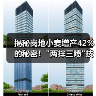 揭秘岗地小麦增产42%的秘密! 揭秘岗地小麦增产42%的秘密!