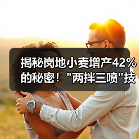 揭秘岗地小麦增产42%的秘密! 揭秘岗地小麦增产42%的秘密!