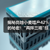揭秘岗地小麦增产42%的秘密! 揭秘岗地小麦增产42%的秘密!
