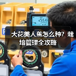 大花美人蕉怎么种？栽培管理全攻略（图3）