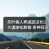 花叶美人蕉成武汉长江大道绿化新宠 多种花卉提升城市颜值（图2）
