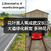 花叶美人蕉成武汉长江大道绿化新宠 多种花卉提升城市颜值（图3）