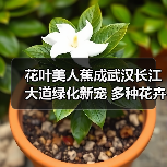 花叶美人蕉成武汉长江大道绿化新宠 多种花卉提升城市颜值（图4）