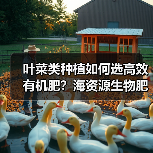叶菜类种植如何选高效有机肥？海资源生物肥施优露助增产（图3）