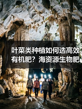 叶菜类种植如何选高效有机肥？海资源生物肥施优露助增产（图2）