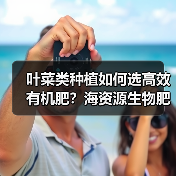 叶菜类种植如何选高效有机肥？海资源生物肥施优露助增产（图4）