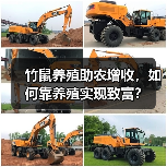 竹鼠养殖助农增收,如何靠养殖实现致富?(图1) 竹鼠养殖助农增收,如何靠养殖实现致富?(图1)