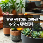 甘蔗早种为何成关键?农宁屯经验揭秘(图3) 甘蔗早种为何成关键?农宁屯经验揭秘(图3)