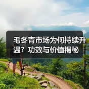 毛冬青市场为何持续升温?功效与价值揭秘(图1) 毛冬青市场为何持续升温?功效与价值揭秘(图1)
