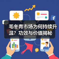 毛冬青市场为何持续升温?功效与价值揭秘(图3) 毛冬青市场为何持续升温?功效与价值揭秘(图3)