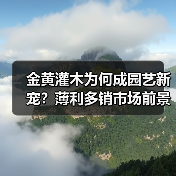 金黄灌木为何成园艺新宠？薄利多销市场前景广阔（图2）