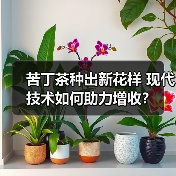 苦丁茶种出新花样 现代技术如何助力增收?(图4) 苦丁茶种出新花样 现代技术如何助力增收?(图4)