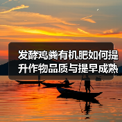 发酵鸡粪有机肥如何提升作物品质与提早成熟？（图2）
