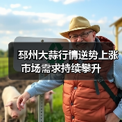 邳州大蒜行情逆势上涨 市场需求持续攀升(图2) 邳州大蒜行情逆势上涨 市场需求持续攀升(图2)