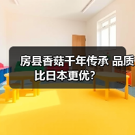 房县香菇千年传承 品质比日本更优?(图4) 房县香菇千年传承 品质比日本更优?(图4)