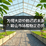 为何大蒜价格迟迟未涨？鞍山市场现稳定态势（图3）